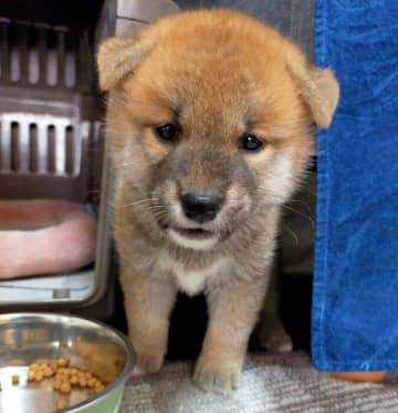 お迎え初日に不安そうな顔をしていた柴の子犬→1年後には、「よく笑っていろいろな表情を見せてくれるコ」に成長！