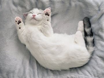 「かわいいが渋滞してる」マンチカン子猫の寝姿が約3.5万「いいね」を集めるなど話題に！