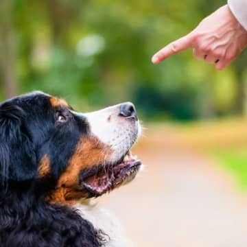 犬が『飼い主に懐かなくなる』絶対NG行為5選　愛犬が心を閉ざすダメ行動とは？