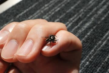 家の中でクモを見かけたら放置が正解？実は“ありがたい虫”だった！