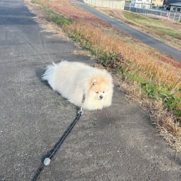 「こんな場所に迷いアザラシ？」散歩中にフセをしたポメラニアンが話題に！「どう見てもアザラシ」「打ち上げられたみたい」と大反響！