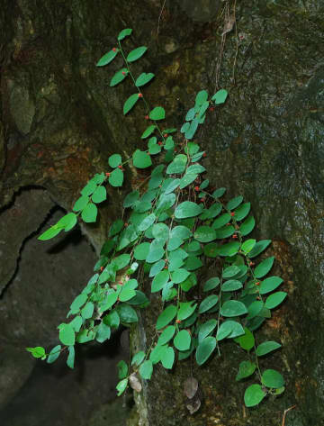中国広西チワン族自治区で絶滅危惧植物の新種「恩城黒面神」発見