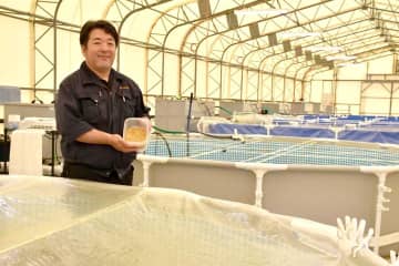 干し芋残渣で養殖　ひたちなか・精密部品製造会社　はるか海老、25日デビュー　甘み強く、高級特産品に　茨城