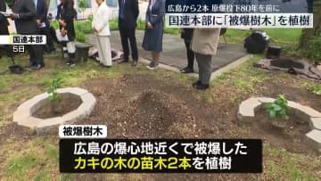 国連本部に「被爆樹木」を植樹　原爆投下80年を前に…広島から2本