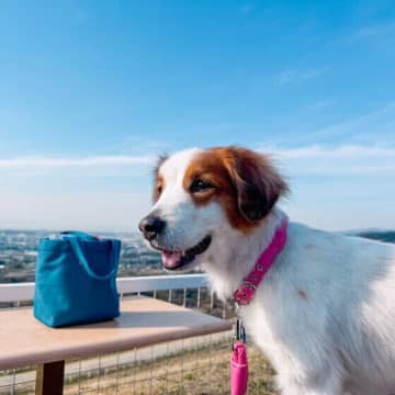犬を悲しませる飼い主の行動とは？ 愛犬を悲しませないためにできること