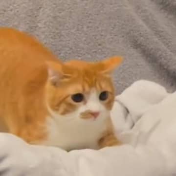 『絶対に野生では生きていけない…』猫じゃらしを見た猫がとった『まさかの行動』が93万再生「ニャが可愛すぎる」「後ずさってて笑った」