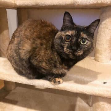 猫を見つめすぎるのは要注意!?　「目をそらすしぐさ」から読み取れる心理｜獣医師解説