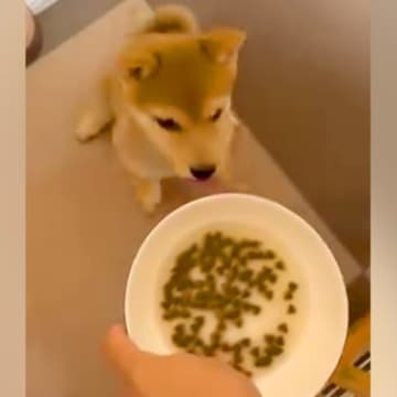 ご飯を与える前の赤ちゃん犬に『初めての待て』をさせてみた結果→とんでもなく可愛い我慢が103万再生「クセになる動き」「ジタバタしてるｗ」