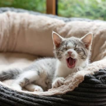愛猫がゆっくり休める『ベッドのベストポジション』4選　ベッドの場所は多いほうがいいもの？