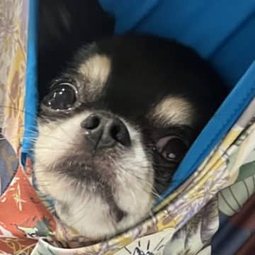 家事をしていたら、雷に怯えてしまった犬が…まるで赤ちゃん？可愛すぎる対処方法に「うちも一緒ｗ」「真顔で笑った」と131万表示の反響