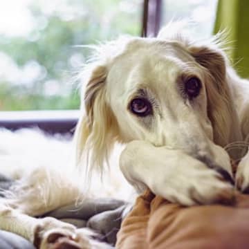 犬のテンションが突然下がる5つの理由　元気がなくなる原因から適切な接し方まで