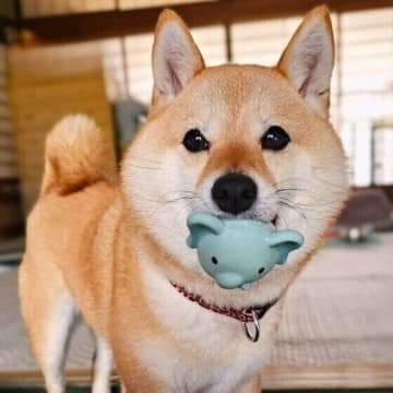 犬はどんなときにストレスを感じるの？ 　犬のストレスの原因と対処法