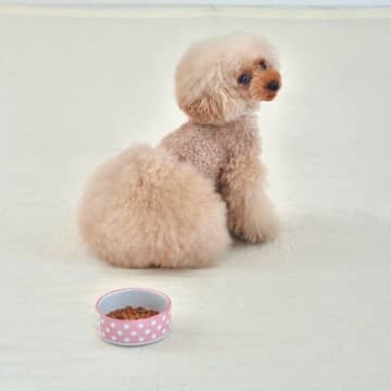 愛犬が急にゴハンを食べなくなった！病気？それともワガママ？　食欲タイプをチェックしよう