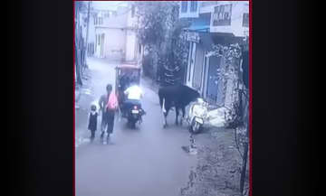 インドの野良牛、盗んだバイクで走り出す…衝撃映像が話題に