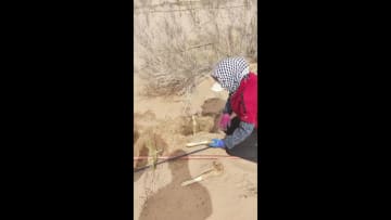 薬用植物のニクジュヨウが収穫期　中国内モンゴル自治区