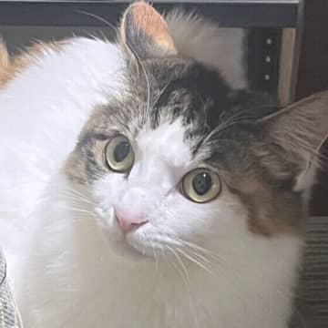 猫が出すゴロゴロ音・鳴き声について詳しく解説