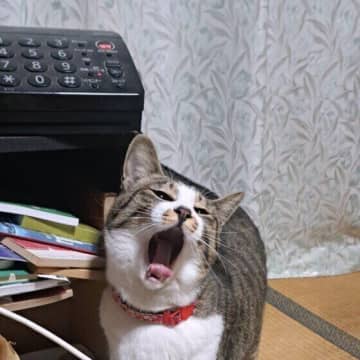 人のあくびが猫にうつることはある？　猫のあくびの不思議Q&A♪
