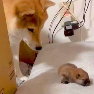 赤ちゃん犬が脱走→母犬が必死に連れ戻そうと…愛を感じる『素敵すぎる光景』が123万再生「母は偉大なり」「そっと触るの可愛い」と感動