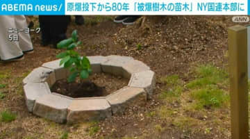 原爆投下から80年 「被爆樹木の苗木」 NY国連本部に植える式典が開催