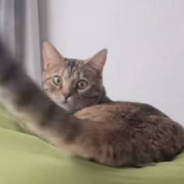 自分から近づいてきたのに…猫のしっぽに髪の毛が当たると→まさかの『理不尽すぎる対応』が27万再生「猫様だから仕方ない」「猫様は神様」