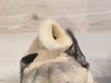 「それ、やめれる？（笑）」　飼い主の切実な『願い』に「ごめん笑った」「二度見したわ」