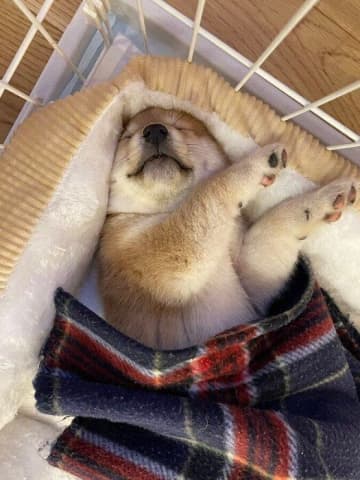 「悶絶級のかわいさよ」お迎え初日の生後2カ月頃の柴犬の子犬→「ぐうぐう寝ていた」という寝姿に約1.8万「いいね」が集まり話題に！
