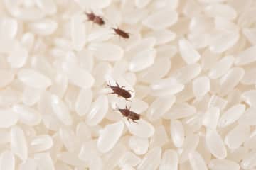 お米に虫がわく４つの原因と対処法　本当に食べても平気？安全性も解説