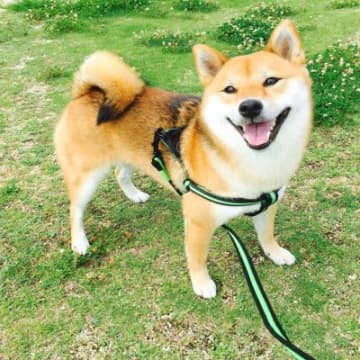 犬が楽しいと感じる『４つの散歩方法』愛犬を喜ばせるために押さえておきたいポイントまで