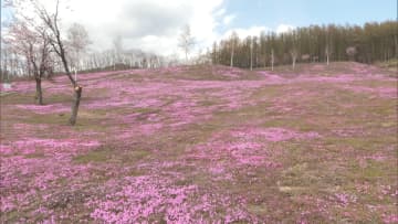 北海道・滝上町の観光名所「芝ざくら滝上公園」に体長1.5メートルほどの熊現れる　7日から祭りを予定…園内の安全確認し遅れて開園