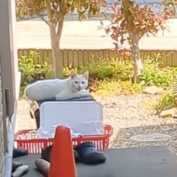 春に出会った"裏庭に迷い込んできた猫"→保護から２年…"現在の姿"に「愛情が伝わってきて涙」「野良のころと全然違う」と37万再生の反響
