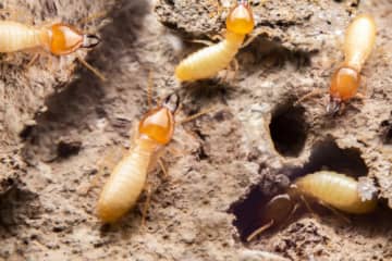 シロアリは蟻の仲間じゃない！その正体はなんと「ゴキブリ」だった！？