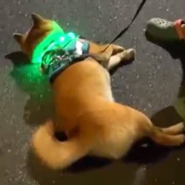 夜、お散歩していたら犬がパタンと倒れてしまい…思った以上の『全力な帰宅拒否』と結末が79万再生「突然のバッテリー切れｗ」「子供と同じ」