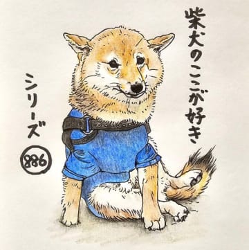 なぜ今掻くの？柴犬あるある、撮影時に見せる掻きポーズが可愛いとこ｜連載「ここ掘れここ柴」vol.287