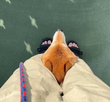 散歩中に飼い主の足の間から“ニョキッ”と現れる柴犬　甘えん坊な行動からわかることは？｜獣医師解説