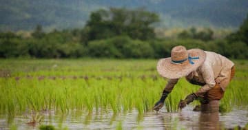 「心が折れそう…」コメ農家の悲鳴「始まった水不足と猛暑」腐敗した自民党では日本のコメ文化が終わる