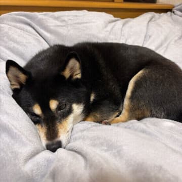犬が飼い主さんの「頭や顔の近く」で寝たがる心理｜獣医師解説