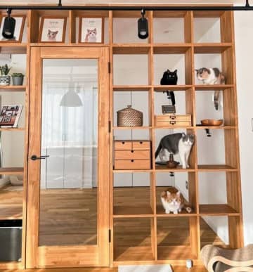 細やかなリスク対策も！ 戸建てで4匹の猫と快適に暮らす部屋づくり