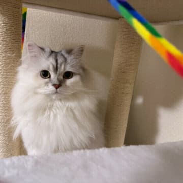 獲物を追うだけじゃなかった！ 野生の本能を思い出した猫の行動