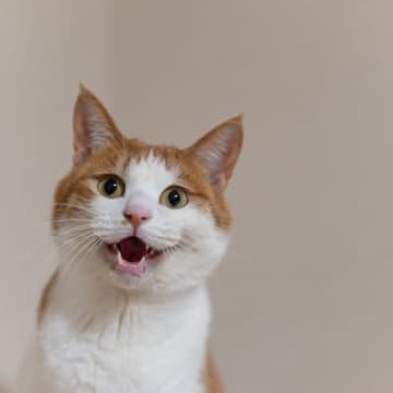 猫の気持ちがわかる『猫語辞典』4つの鳴き方別に愛猫の心理を解説　全部わかると猫語翻訳家になれる！？