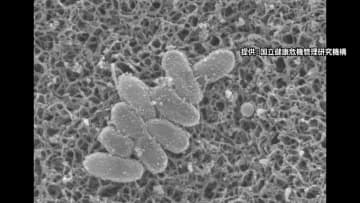 「百日咳」全国の新規感染者数は2176人…5週連続で過去最多　東京と福岡が142人で最多、次いで新潟の132人