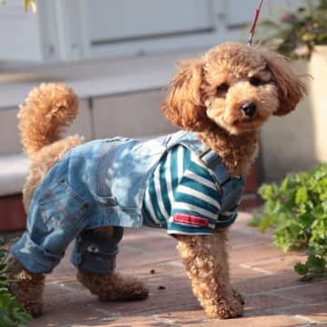 『服を嫌がる犬』の特徴5選　慣れるための練習方法や苦手意識を克服するためにできることまで