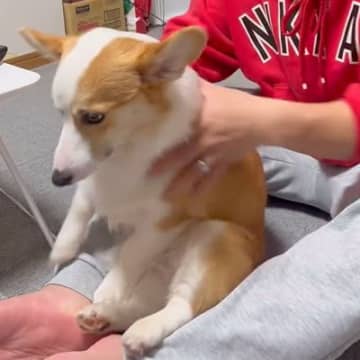 膝に乗る犬をどかそうとした結果→『まだ撫でて』と駄々をこね…絶対に拒否できない『まさかの行動』が420万再生「勢いつけてて草」と絶賛