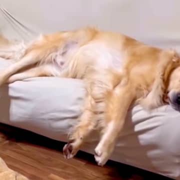 大型犬の『睡眠時間』を計ってみた結果→家族との暮らしが『微笑ましすぎる』と38万再生「羨ましい日常」「確かによく寝る」と絶賛