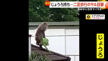 「人間みたい」左手のないサルが二足歩行に進化？右手にロープやじょうろ持ち遊ぶ姿も…専門家「人類の進化を推察する上で面白い」