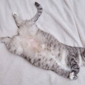 愛猫の『お腹が膨らんできた』と思ったら疑うべき6つの原因　太っているのとどう違う？