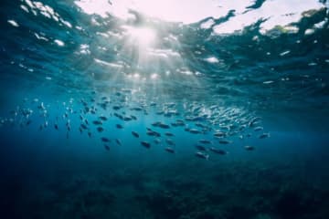 実はオジサンやババアという名前の魚が存在する！？『魚』にまつわる雑学5選