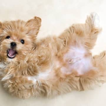 犬が『ゴロスリ』しているときの心理5つ　地面に体を擦り付けようとするワケとは？