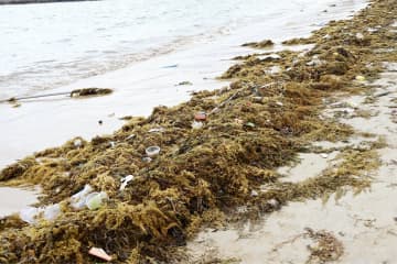 韓国・済州島、中国から流れてくるアカモクの悪臭が深刻に＝ネット「なんという災難」「本当に迷惑」