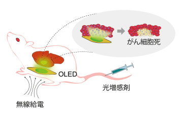 ワイヤレスで駆動する有機EL(OLED)により新しい光がん治療法を実現　～深部臓器がんへの新たな治療アプローチ～