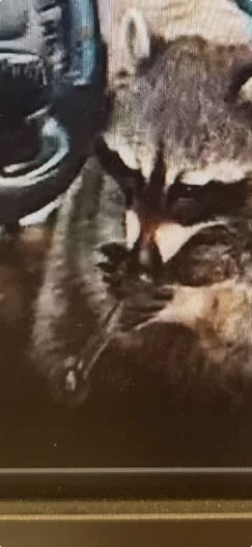 交通検問で事情聴取中にペットのアライグマがあぶり用ガラスパイプをくわえているのを発見　薬物摘発につながる